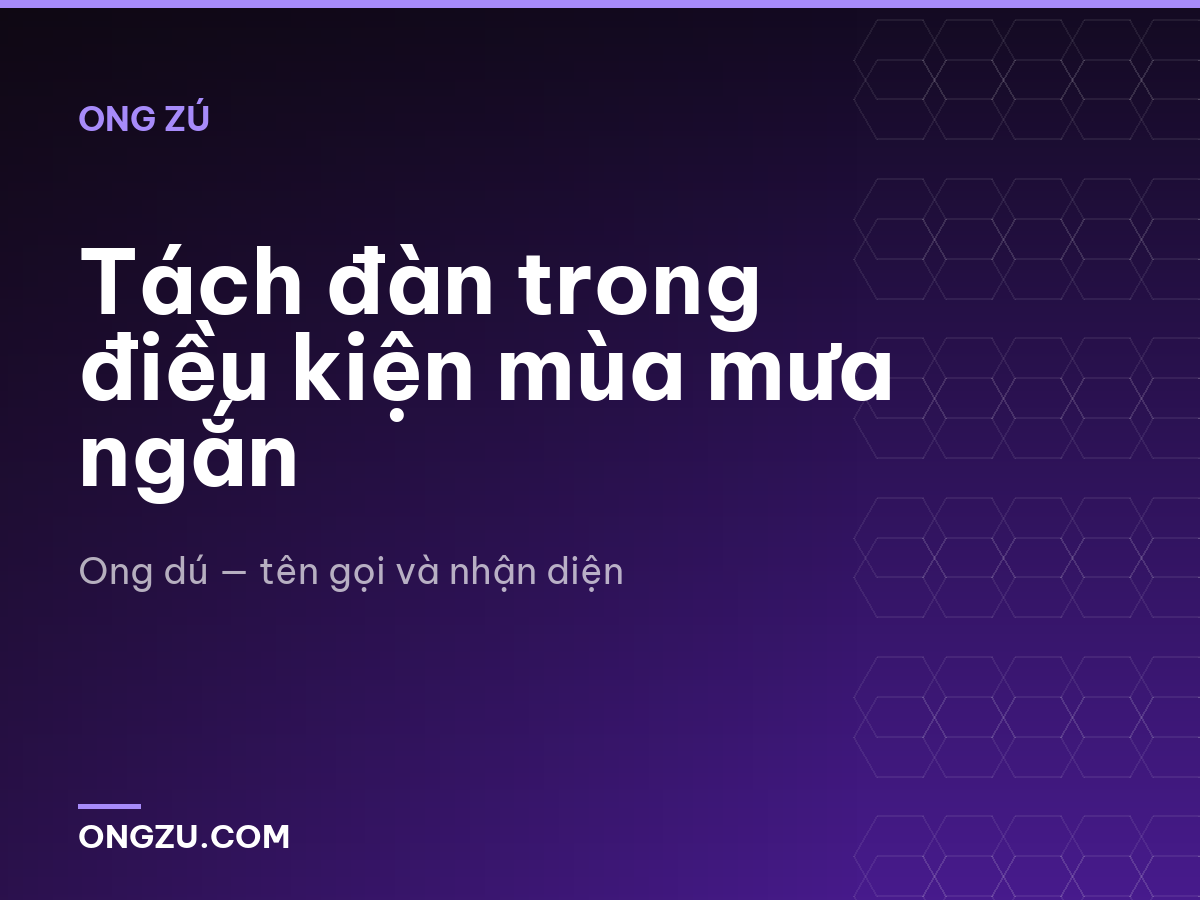 Tách đàn trong điều kiện mùa mưa ngắn